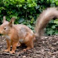 Red Squirrel